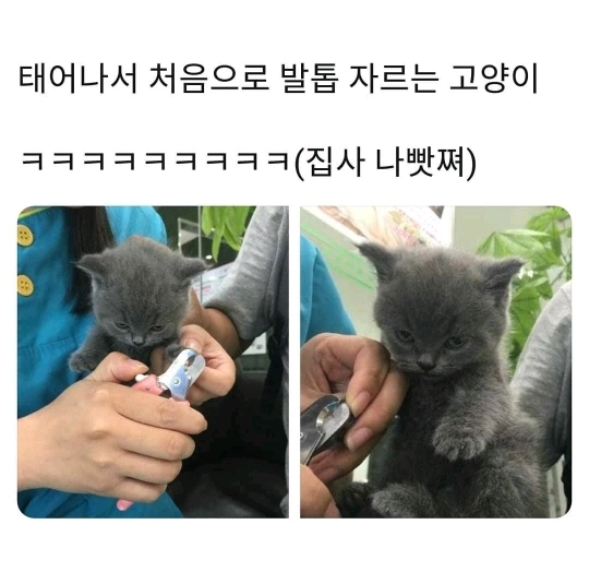 태어나서 처음으로 발톱 자르는 강아지와 고양이 | 인스티즈