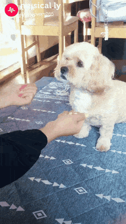 야바위에 당한 댕댕이 눈빛.gif | 인스티즈