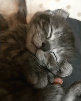 꿀잠 자는 냥이들.gif | 인스티즈