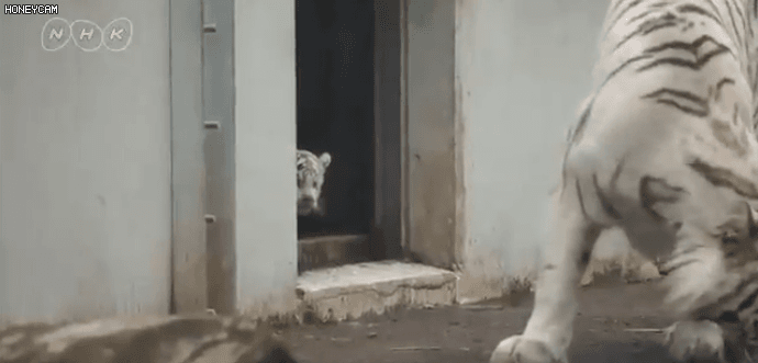 새끼때문에 놀란 호랑이 | 인스티즈