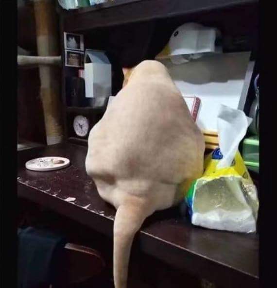 뚱냥이 이발시킴 | 인스티즈