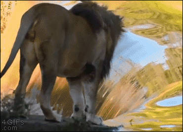 고양이과 동물들의 공통점 | 인스티즈