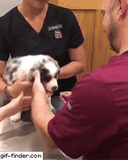 수의사가 댕댕이한테 약먹이는법.gif | 인스티즈