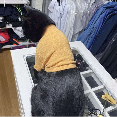 박수홍 고양이 냥스타그램 | 인스티즈