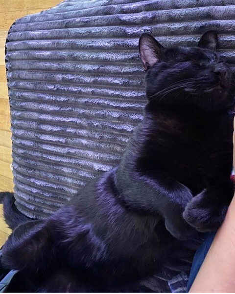 박수홍 고양이 냥스타그램 | 인스티즈