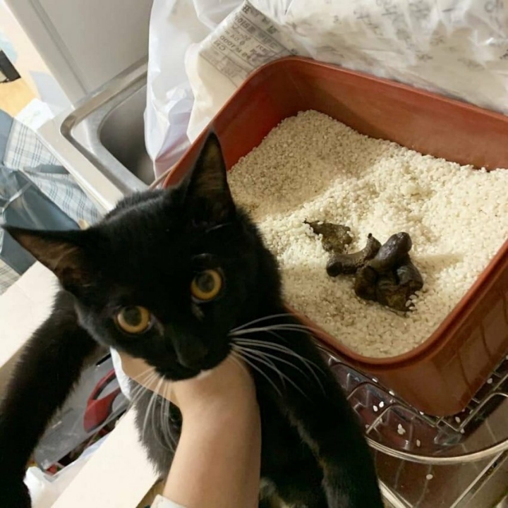 ㅈ냥이 x끼를 키우면 안되는 이유 | 인스티즈