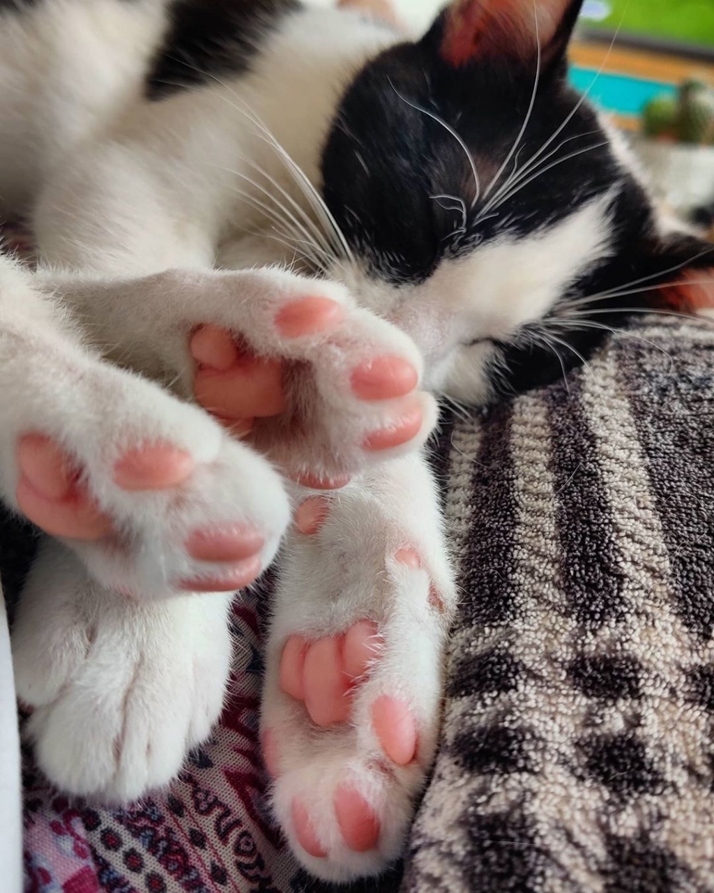 당신의 눈앞에 갑자기 발이 나타났습니다.jpg | 인스티즈