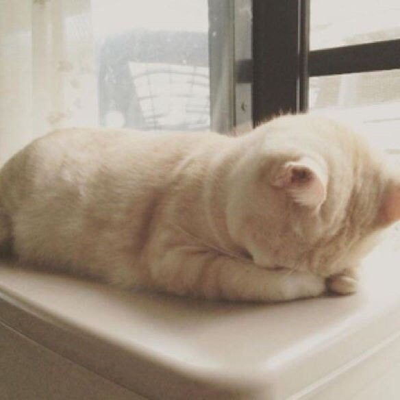 나만없어고양이 이미지