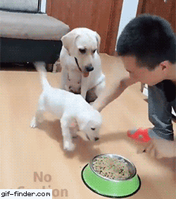 새끼 밥 못먹게하는 주인 말리는 인절미 | 인스티즈