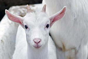 서양에서 염소가 악마의 상징인 이유 | 인스티즈