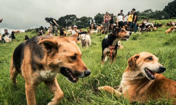 천팔백마리 개들이 사는섬 | 인스티즈