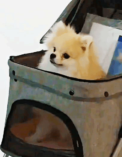 오늘자 트와이스 나연 반려견(포메) 쿠크.jpgif | 인스티즈