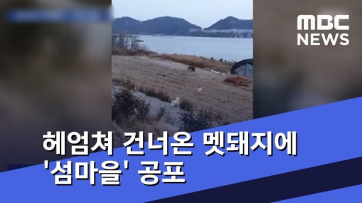 멧돼지 수영실력 ㄷㄷㄷ.JPG | 인스티즈