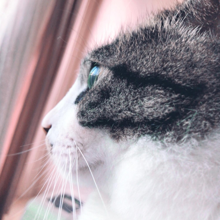 고양이들의 눈동자 | 인스티즈