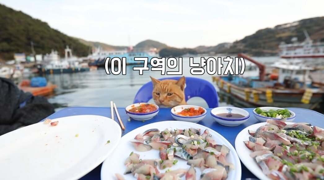 쯔양 회 먹방 중 잠깐 나가자 한 점 훔쳐 먹는 고양이 | 인스티즈