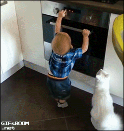 고양이가 영물이라 불리는 이유.....gif | 인스티즈