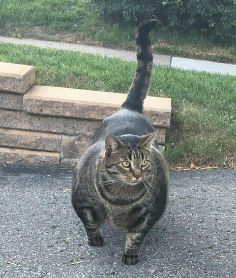 푸짐한 길고양이.gif | 인스티즈