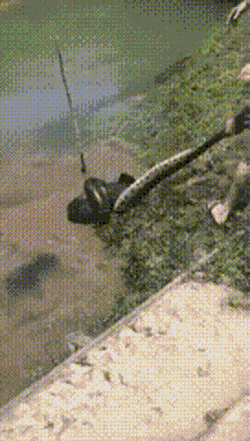 뱀에게 잡혀먹히려는 강아지 구하는 사람들 | 인스티즈