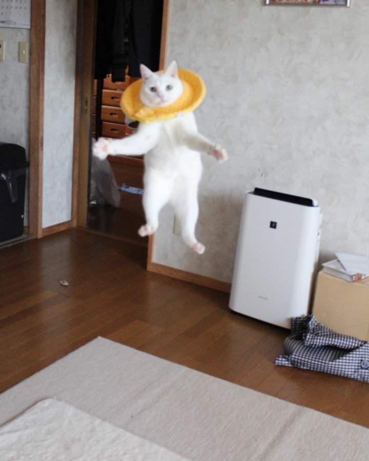 장난감만보면 고장나는 고양이 | 인스티즈