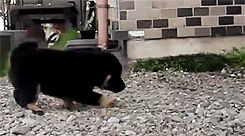 심장을 폭행하는 아기 댕댕이 | 인스티즈