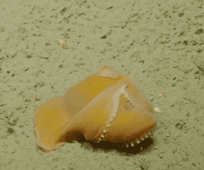 심해에 사는 귀여운 덤보문어...gif | 인스티즈