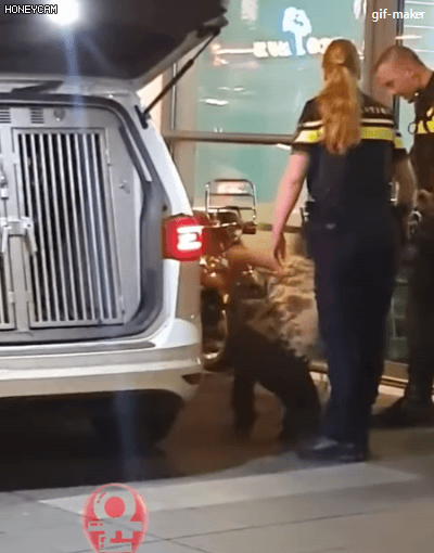 네덜란드 경찰이 만취녀를 대하는 태도.....gif | 인스티즈