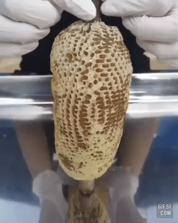 벌집 짜기.gif | 인스티즈