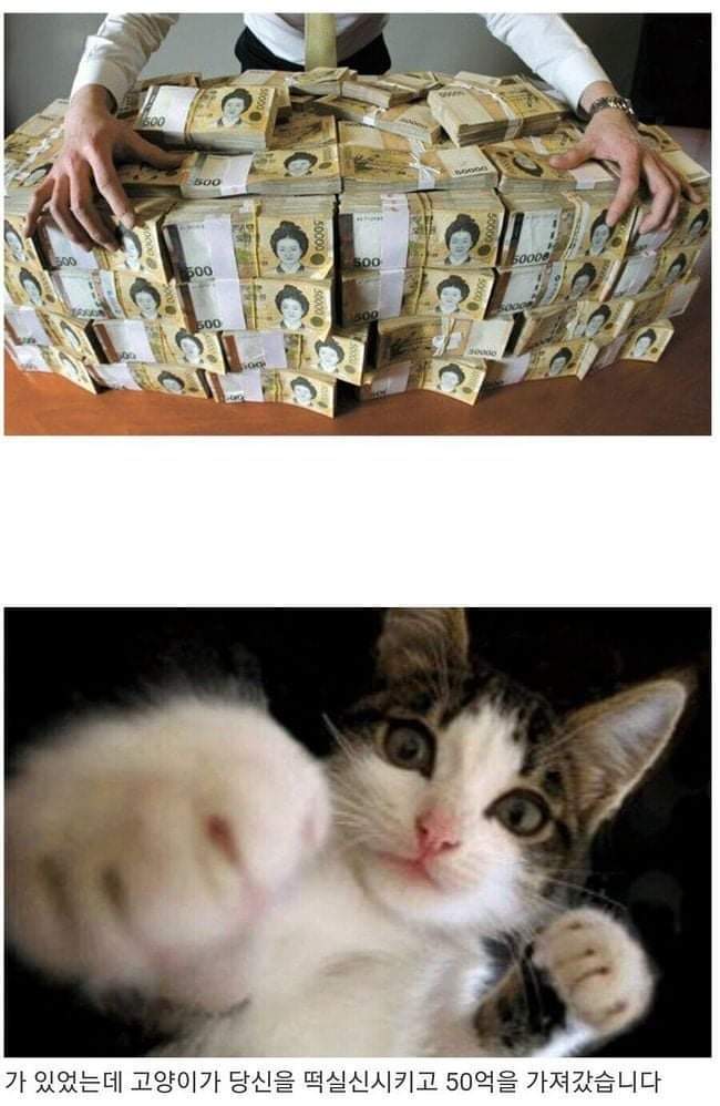 50억과 고양이 | 인스티즈