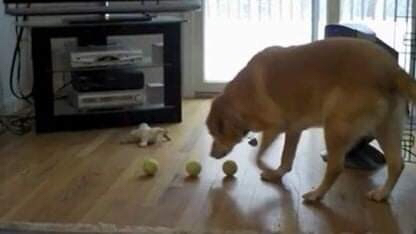 ??: 공 물어와! | 인스티즈