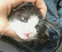 둘 중 더 본인 취향인 고양이는??.jpg | 인스티즈