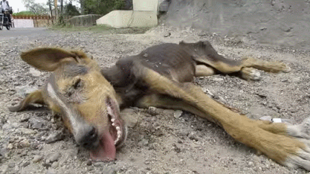 죽기 직전까지 사람들에게 꼬리 흔드는 강아지 | 인스티즈