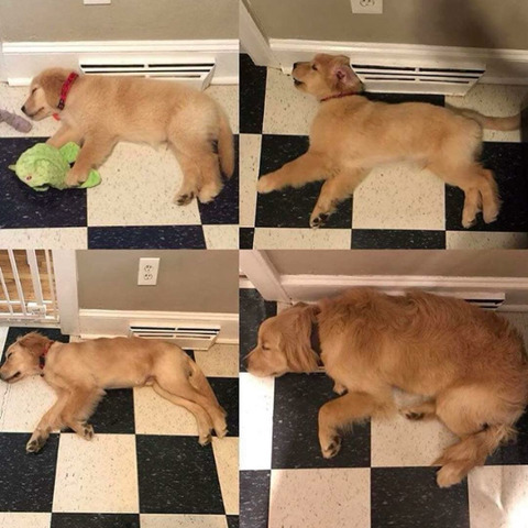 리트리버 성장과정 | 인스티즈