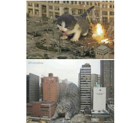 거대해진 냥냥이 | 인스티즈