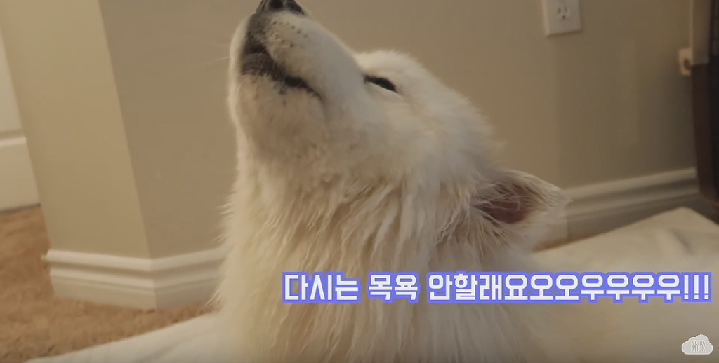 세상 순한 사모예드 댕댕이 목욕 시키기.jpgif | 인스티즈