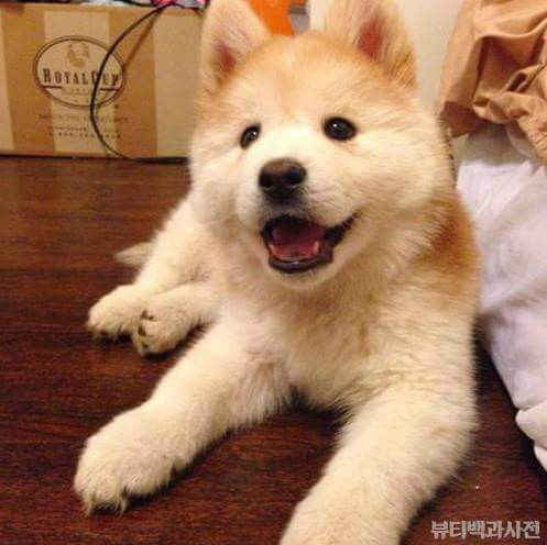 시바견+사모예드=시바예드 | 인스티즈