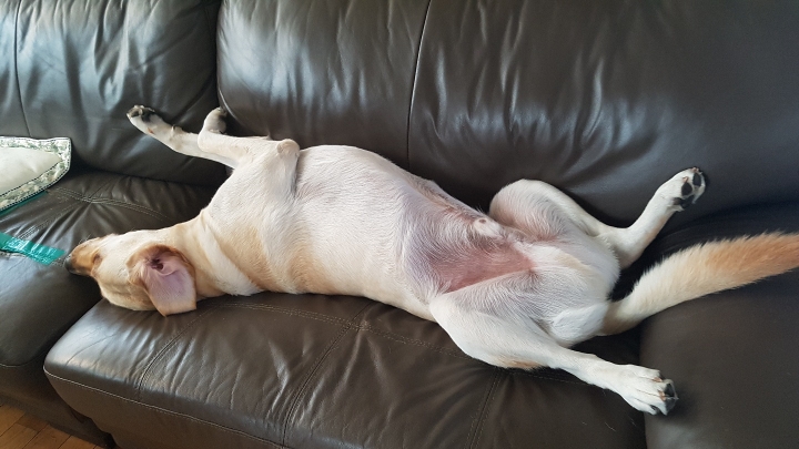 강아지 단짠단짠 | 인스티즈