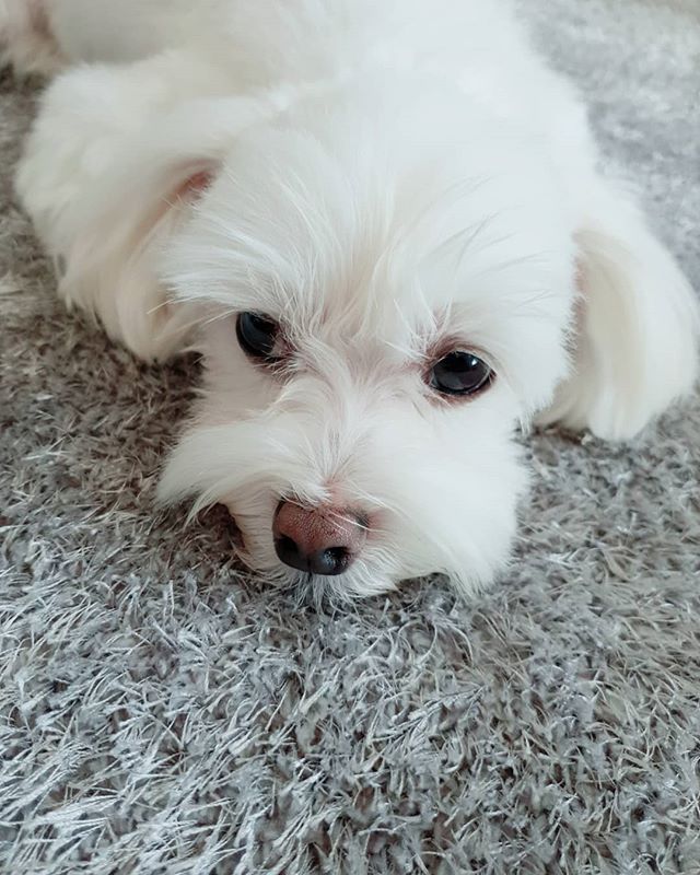 귀여운 박성광 댕댕이 | 인스티즈