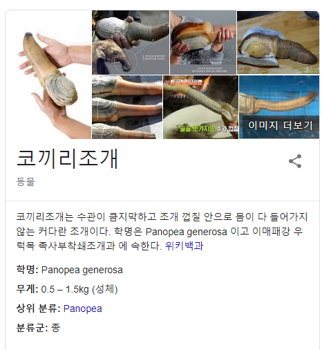 중국 코끼리 조개 먹방 | 인스티즈