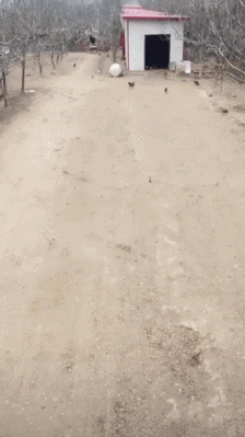 양계장 주인의 프로포즈.gif | 인스티즈