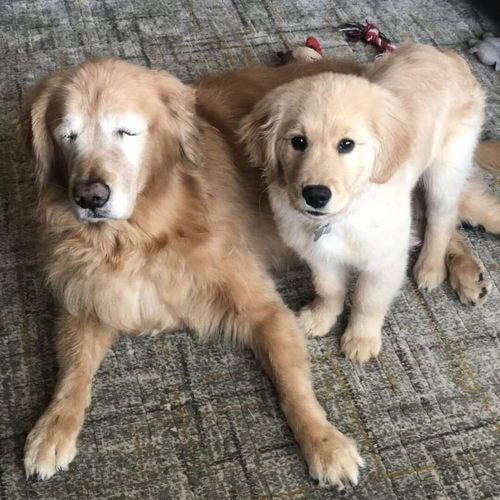 앞이안보이는 인절미를 도와주는 인절미 | 인스티즈