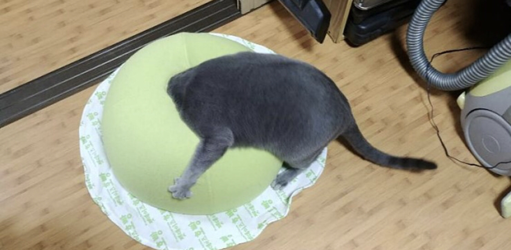 고양이 쿠션 사줬는데 안 써요 ㅠㅠ | 인스티즈