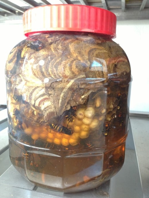 관절에 좋다는 노봉방주 | 인스티즈