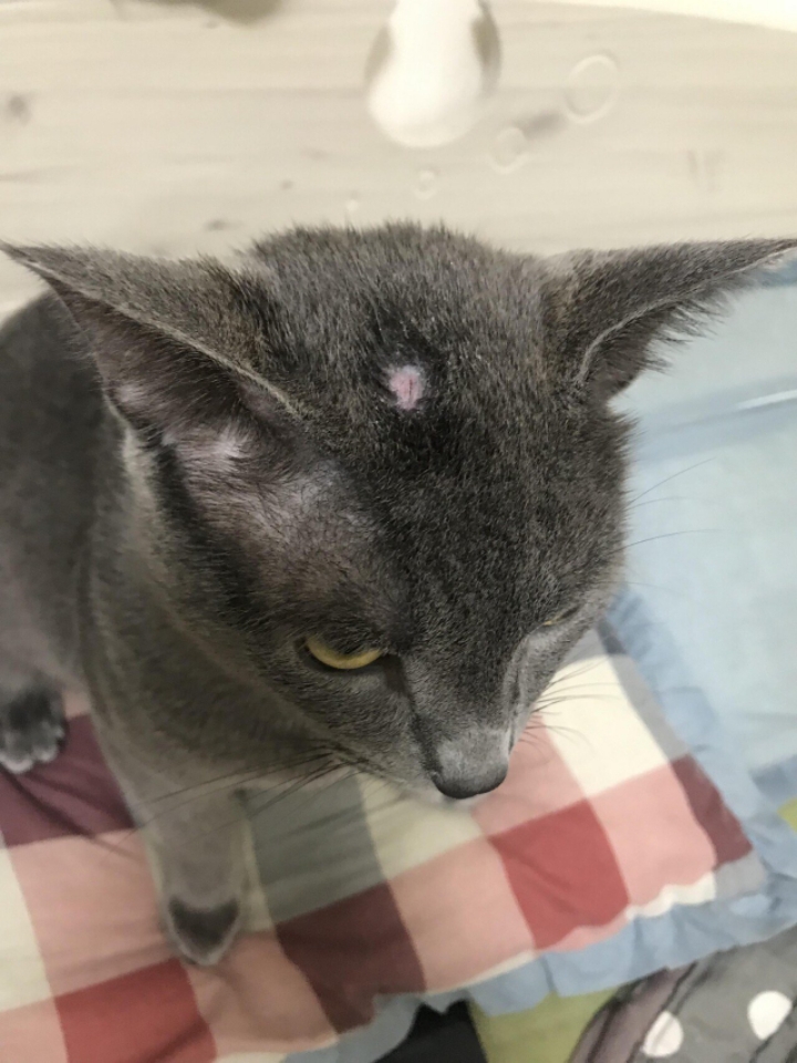 강아지한테 깝치다가 땜빵난 고양이.jpg | 인스티즈