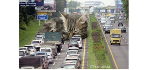 거대해진 냥냥이 | 인스티즈