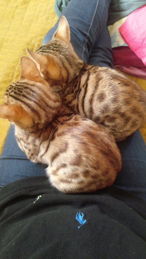 털뭉치같은 고양이들 | 인스티즈