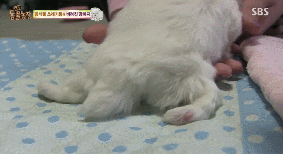 아니.. 음식물 쓰레기통에서 강아지 우는 소리가 나는거에요 | 인스티즈