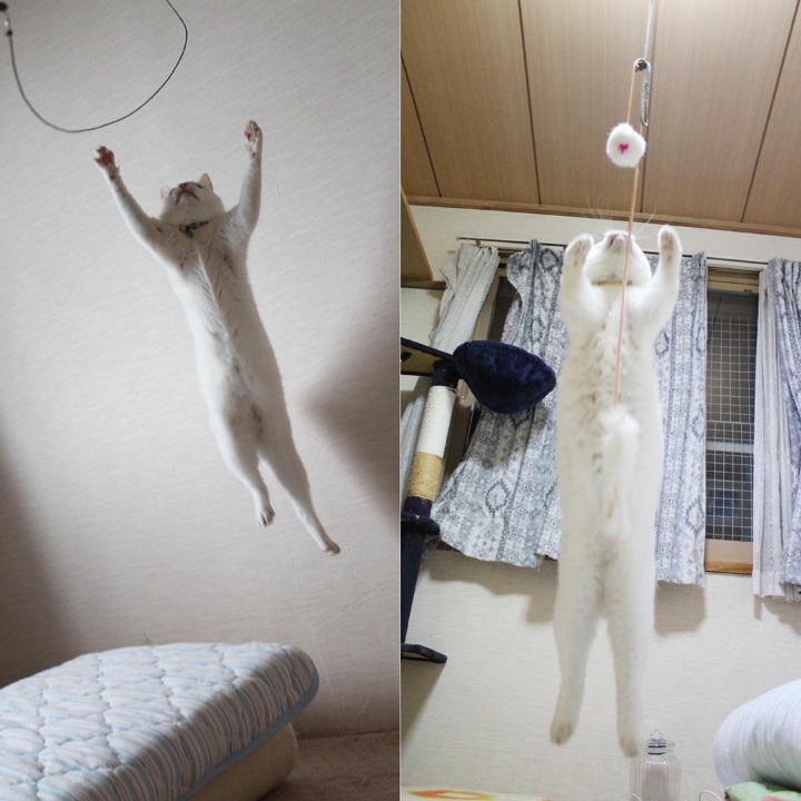 장난감만보면 고장나는 고양이 | 인스티즈