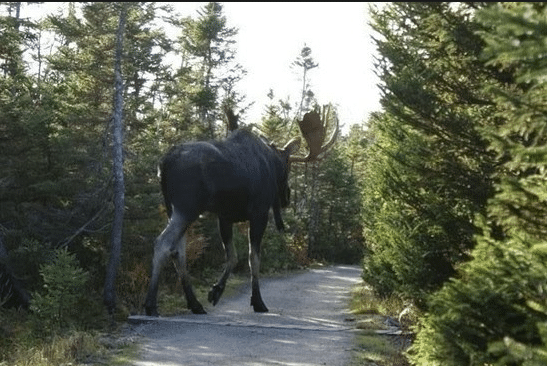 세상에서 가장 큰 사슴.JPG | 인스티즈