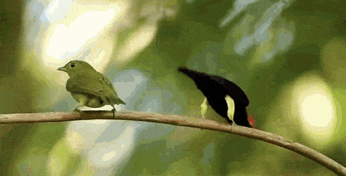 트월킹하는 새.jpg | 인스티즈