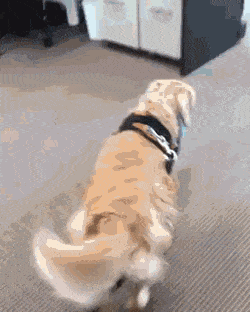 사무실을 휘젓고 다니는 골든 리트리버 댕댕이.gif | 인스티즈